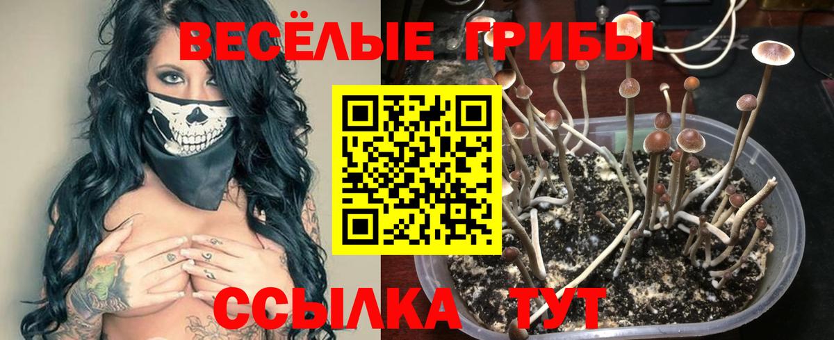 Галлюциногенные грибы Psilocybine cubensis Апрелевка